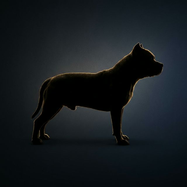 DOG TEST
